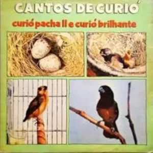 Cantos De Curió º