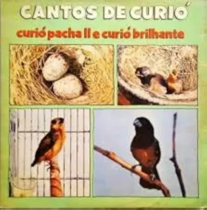 Cantos De Curió º