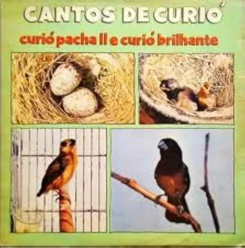 Cantos De Curió º